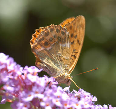 Imagem de Argynnis paphia Linnaeus 1758