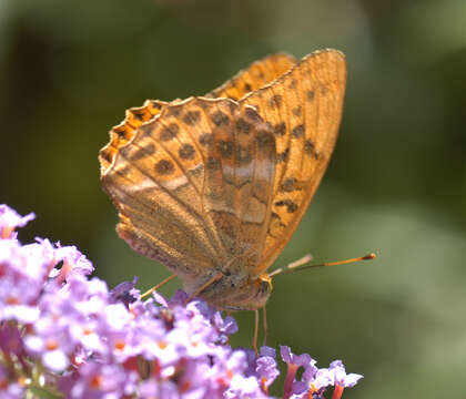 Imagem de Argynnis paphia Linnaeus 1758