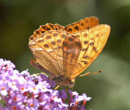 Imagem de Argynnis paphia Linnaeus 1758