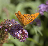 Imagem de Argynnis paphia Linnaeus 1758