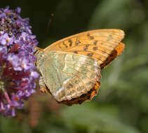 Imagem de Argynnis paphia Linnaeus 1758