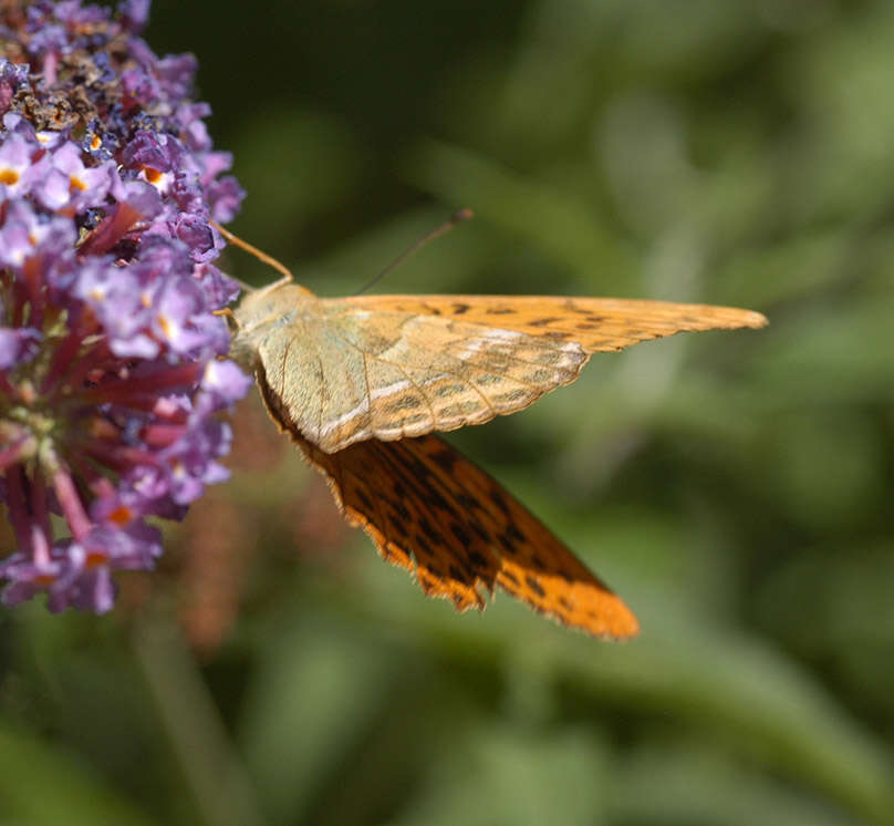 Imagem de Argynnis paphia Linnaeus 1758