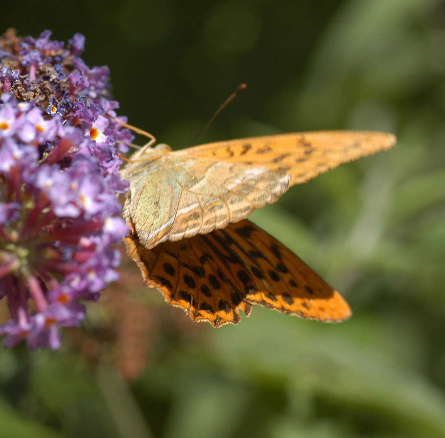 Imagem de Argynnis paphia Linnaeus 1758