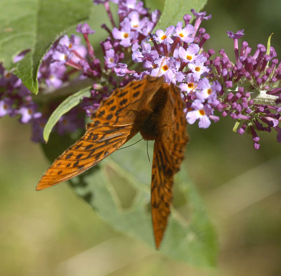 Imagem de Argynnis paphia Linnaeus 1758