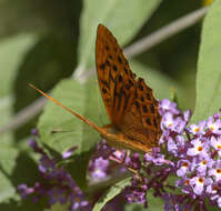 Imagem de Argynnis paphia Linnaeus 1758