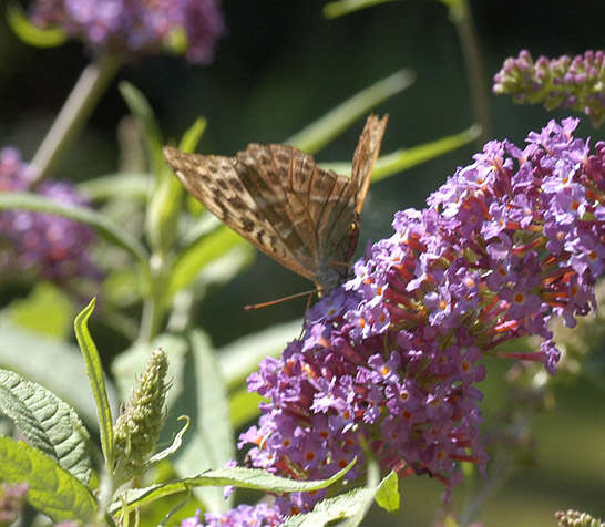 Image of Argynnis paphia valesina Esper 1800