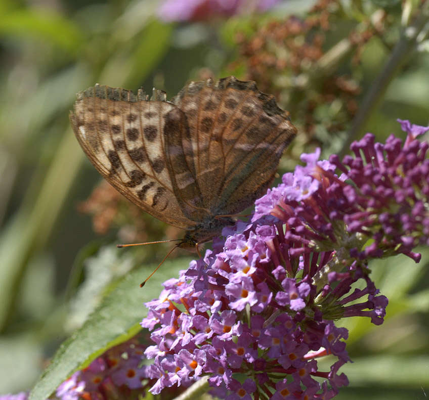 Image of Argynnis paphia valesina Esper 1800