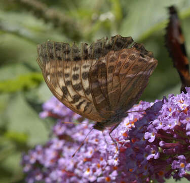 Image of Argynnis paphia valesina Esper 1800