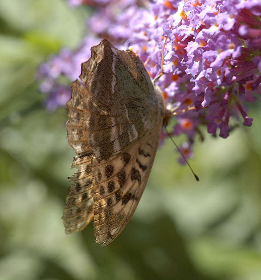 Image of Argynnis paphia valesina Esper 1800