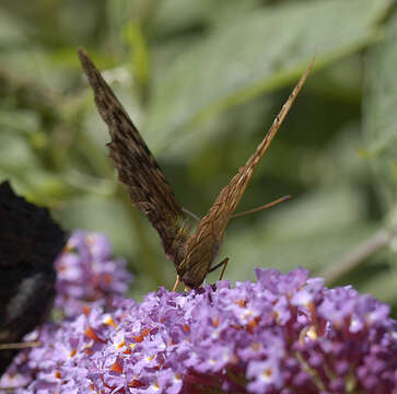 Image of Argynnis paphia valesina Esper 1800