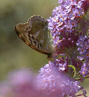 Image of Argynnis paphia valesina Esper 1800