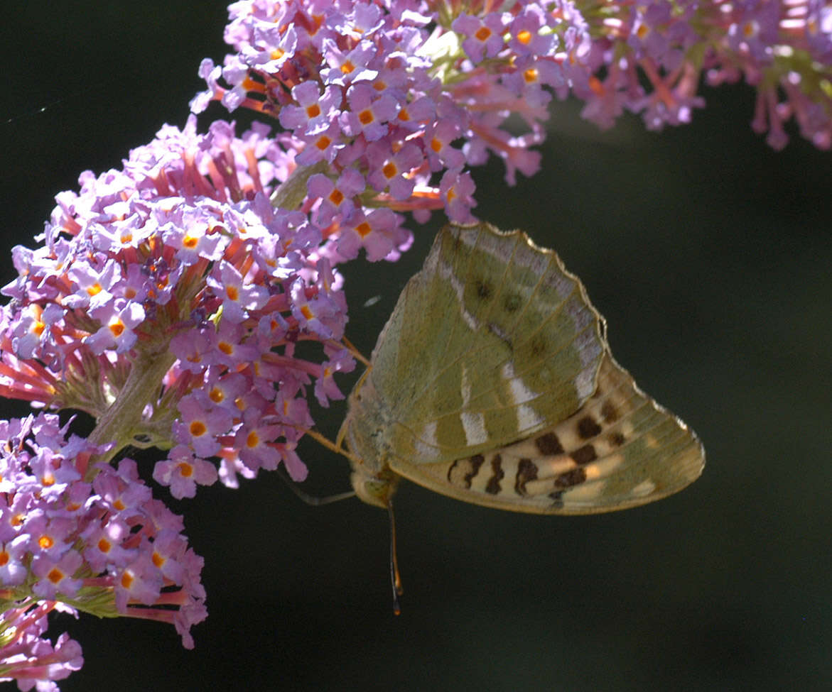 Image of Argynnis paphia valesina Esper 1800