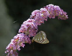 Image of Argynnis paphia valesina Esper 1800