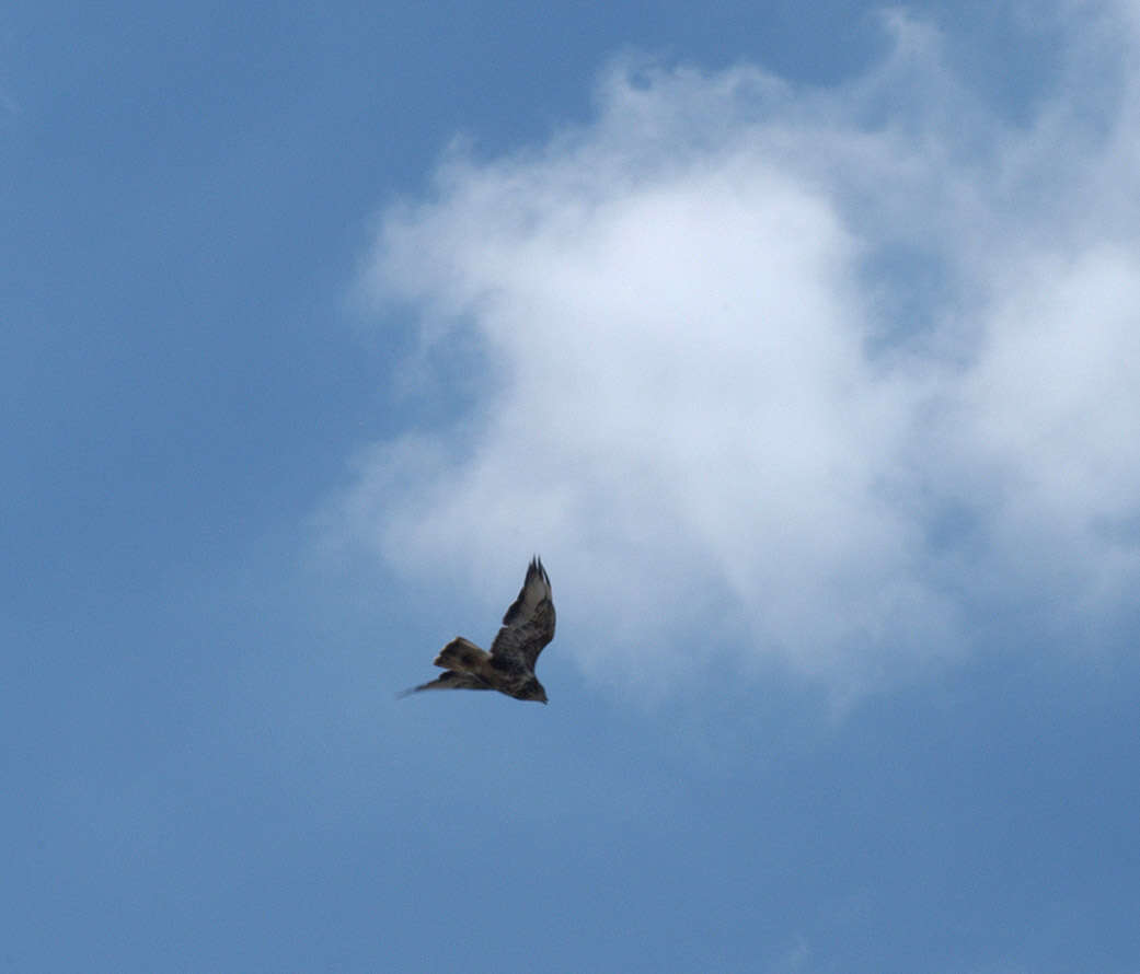 Image of Common Buzzard