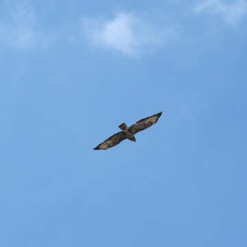 Image of Common Buzzard