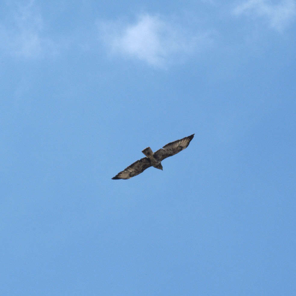 Image of Common Buzzard