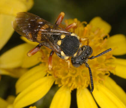 Image of Nomada flavopicta (Kirby 1802)