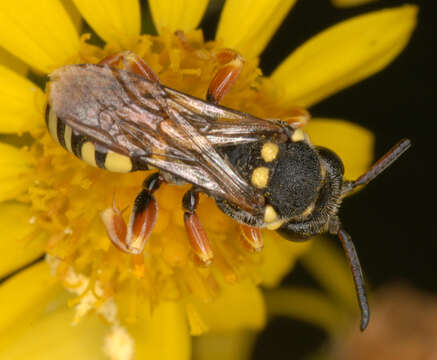 Image of Nomada flavopicta (Kirby 1802)