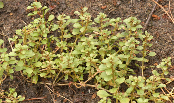 Image of Spatulaleaf Loosestrife