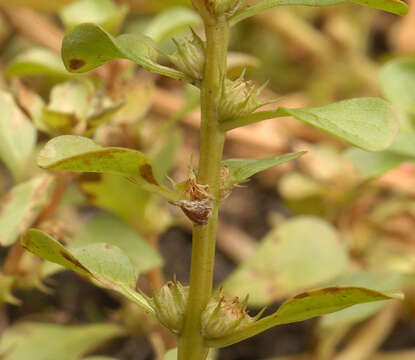 Image of Spatulaleaf Loosestrife