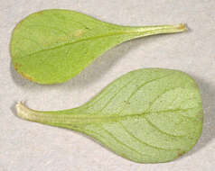 Image of Spatulaleaf Loosestrife