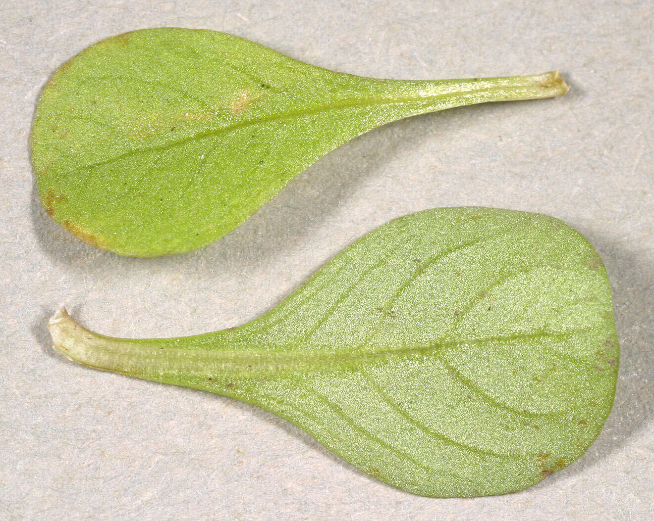 Image of Spatulaleaf Loosestrife