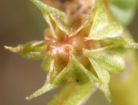 Image of Spatulaleaf Loosestrife