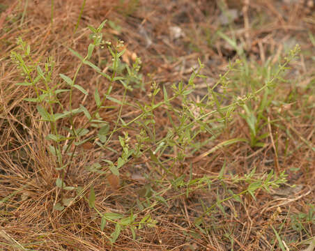 Image of lesser skullcap