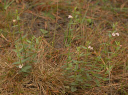 Image of lesser skullcap