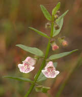 Image of lesser skullcap