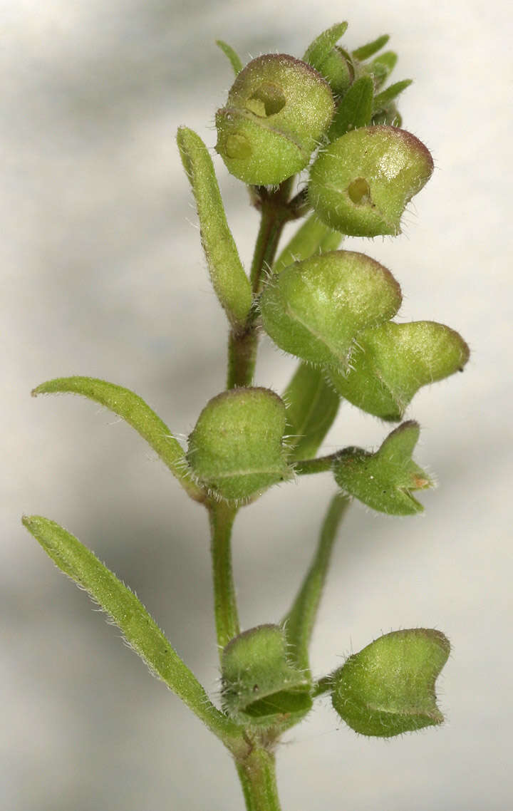 Image of lesser skullcap