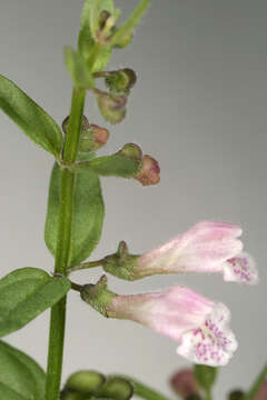 Image of lesser skullcap