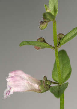 Image of lesser skullcap