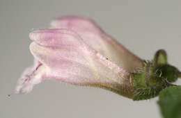 Image of lesser skullcap