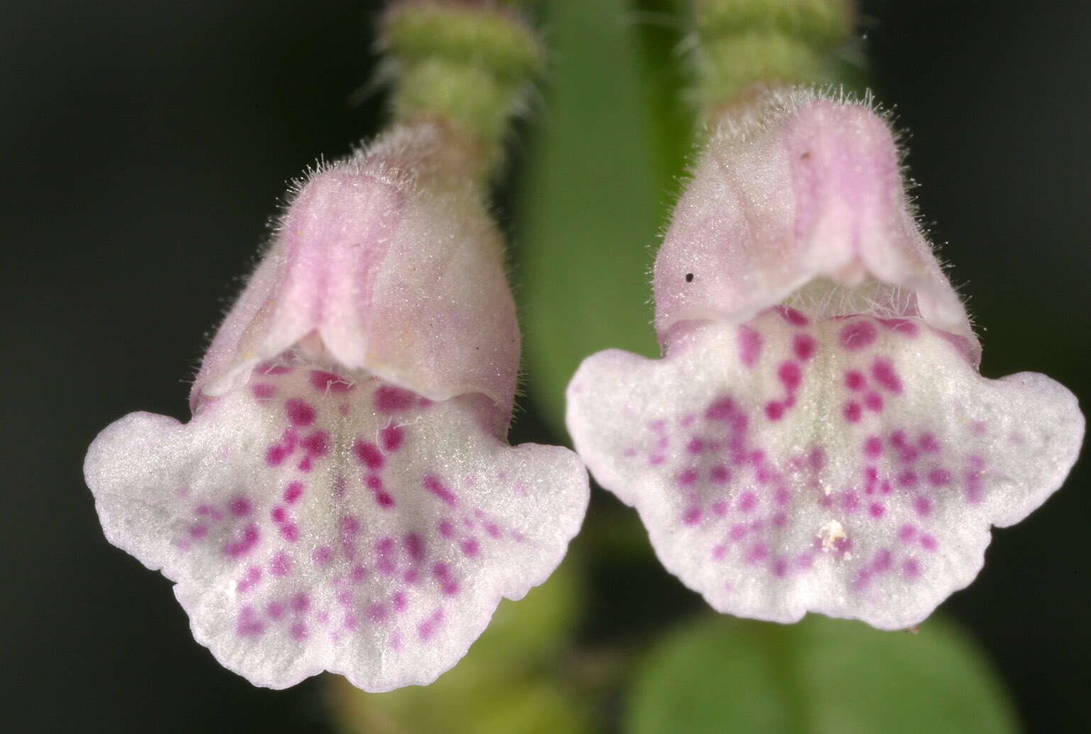 Image of lesser skullcap