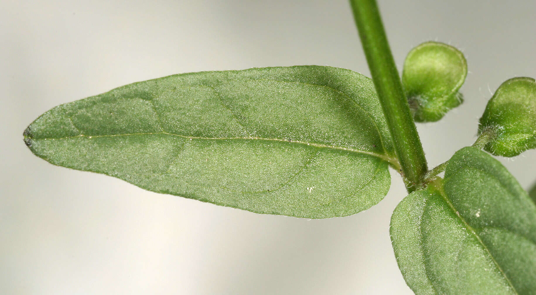 Image of lesser skullcap