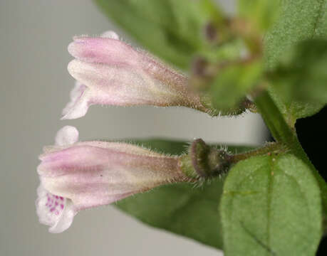 Image of lesser skullcap