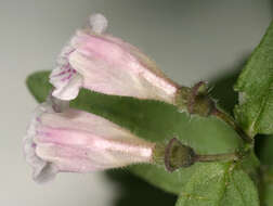 Image of lesser skullcap