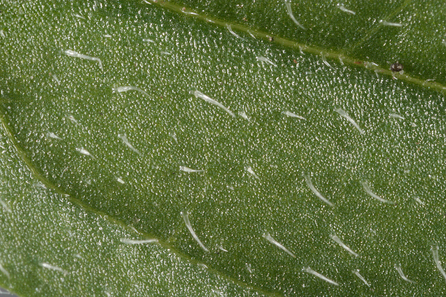 Image of lesser skullcap