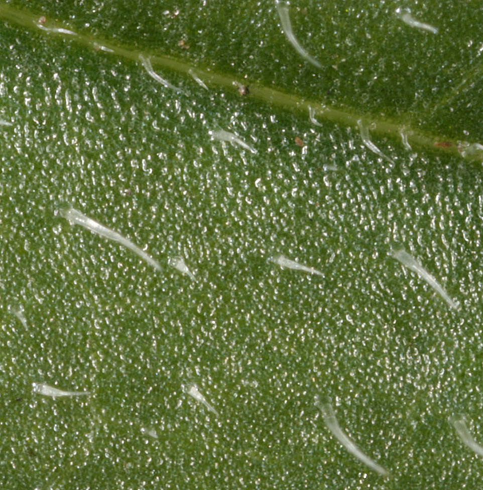 Image of lesser skullcap