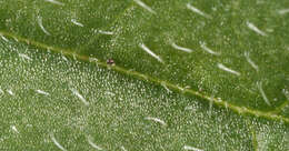 Image of lesser skullcap