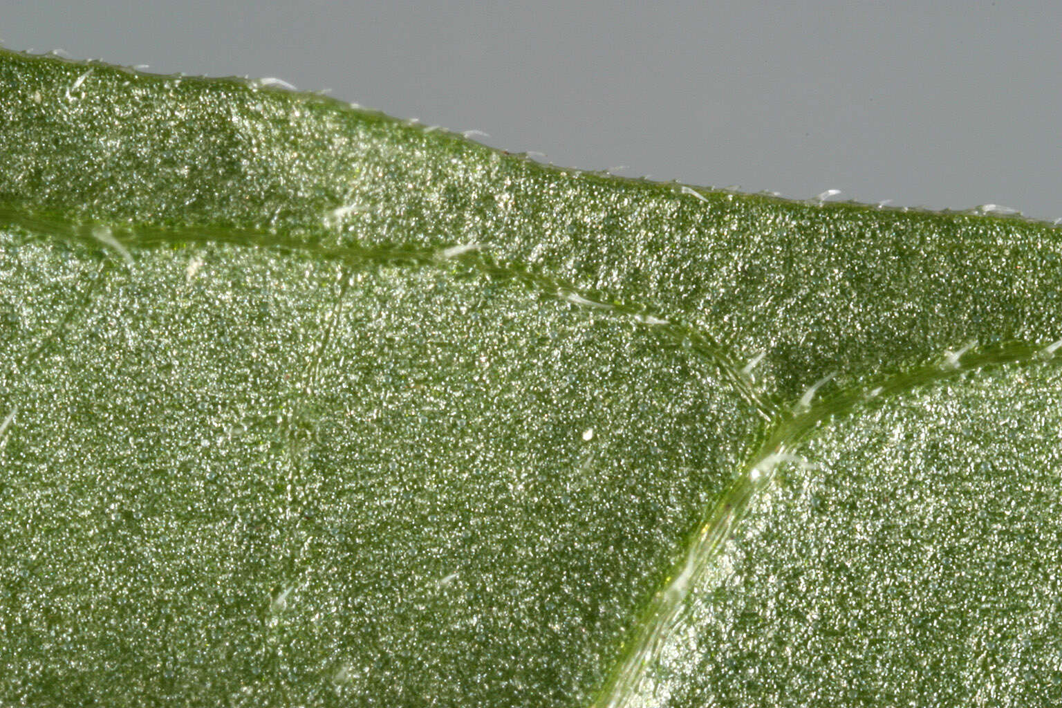 Image of lesser skullcap