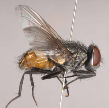 Image of Face Fly