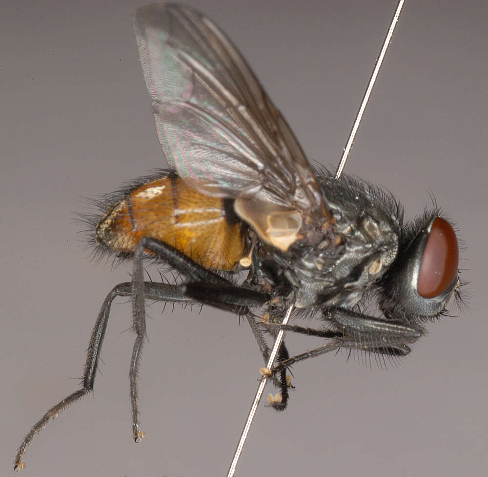 Image of Face Fly