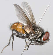 Image of Face Fly