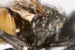 Image of Face Fly