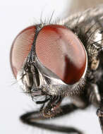 Image of Face Fly