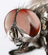 Image of Face Fly