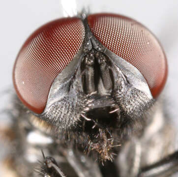 Image of Face Fly