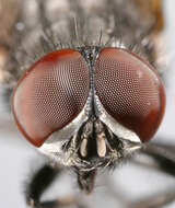 Image of Face Fly